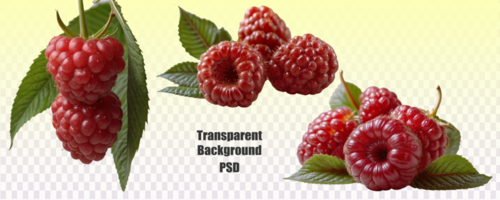 A group of raspberries with green leaves, displayed against a seethrough background, is captured in the image psd