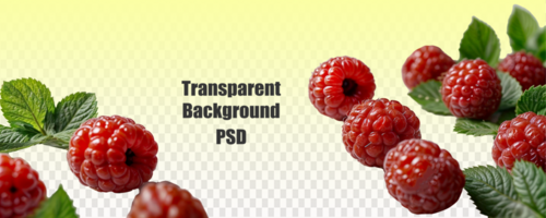 A delightful image of raspberries accompanied by fresh mint leaves against a clear backdrop, portraying a vibrant and refreshing composition psd