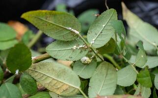 Mealybugs and ants living on a branch of rose tree. Aphids feed the ants and docilely allow themselves to be moved if the ants require them to relocate. photo