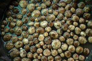 Puff ball mushroom soak in cool water to remove any dirt and insects. Local people in Thailand they are collected from the wild and sold in the markets for cooked as food. photo
