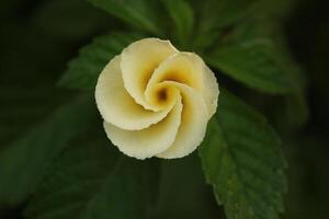 close up yellow rose with water drops for background photo