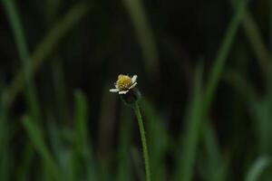 dragonfly on a yellow flower with depth of field photo