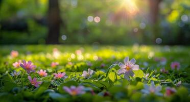 Sunlight Filtering Through Blossoms in a Spring Meadow photo