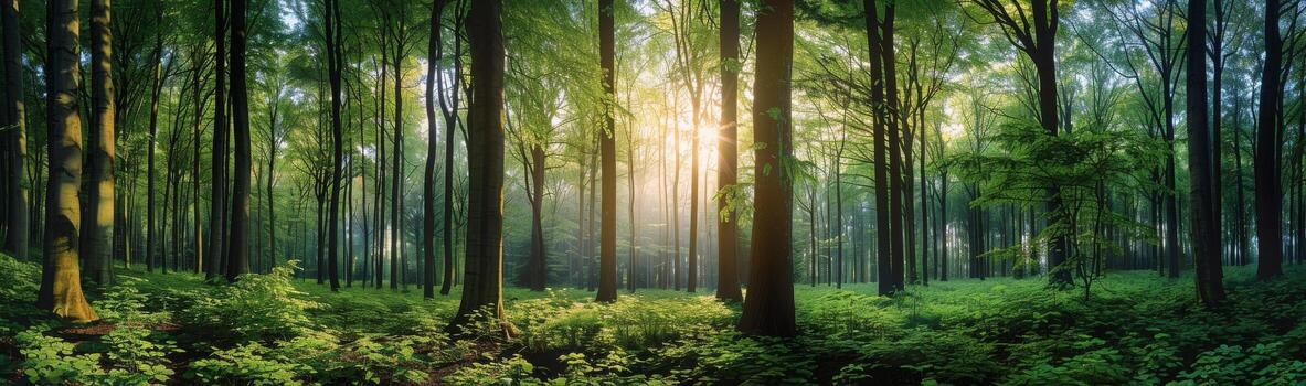 Sunbeams Shining Through Tall Trees in a Lush Green Forest photo