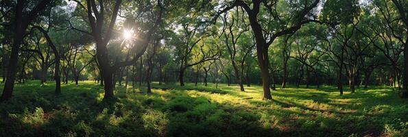 Sunlight Streaming Through Oak Trees in a Green Forest photo
