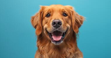 Golden Retriever Dog Smiling Against Blue Background photo