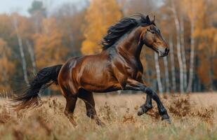 Brown Horse Running Through Autumn Field photo