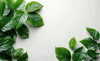 Green Leaves Arranged on White Background photo