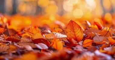 Golden Leaves on the Forest Floor in Autumn Sunlight photo