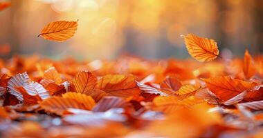 Golden Leaves on the Forest Floor in Autumn Sunlight photo