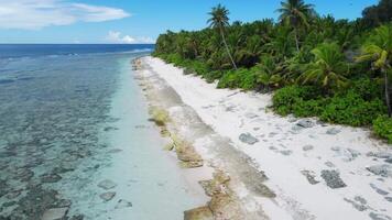 Maldive tropical coastline beach with palms trees and ocean. Drone view video