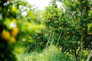 Oranges are sweet and sour fruits and are high in vitamin C. The Bulbul orchard is free from chemicals, the produce from the orchard that bears fruit according to the season. photo