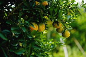 Oranges are sweet and sour fruits and are high in vitamin C. The Bulbul orchard is free from chemicals, the produce from the orchard that bears fruit according to the season. photo