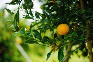 Oranges are sweet and sour fruits and are high in vitamin C. The Bulbul orchard is free from chemicals, the produce from the orchard that bears fruit according to the season. photo