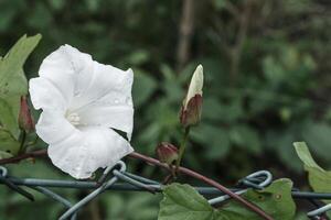 flower of a field bindweed Convolvulus arvensis at the fence photo