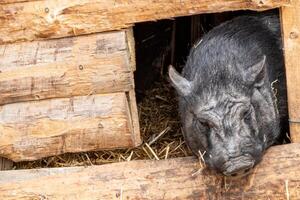 Black pot-bellied pig looks out of the barn window photo