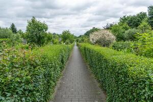 hedge-lined path through garden with thunderclouds photo