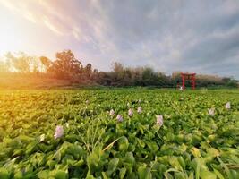 Stunning views illuminate the green lotus plants with a focal point of lush plants, plus a cinematic atmosphere from the sunlight photo