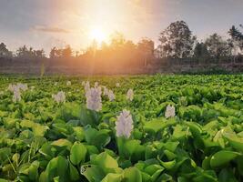 Stunning views illuminate the green lotus plants with a focal point of lush plants, plus a cinematic atmosphere from the sunlight photo
