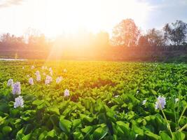 Stunning views illuminate the green lotus plants with a focal point of lush plants, plus a cinematic atmosphere from the sunlight photo