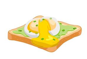 Poached egg on toast. Avocado toast. Fresh delicious egg poached. Healthy wholesome breakfast with toast and egg vector