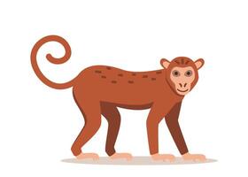 Walking spider monkey with black and gray fur, small head, long thin limbs and tail. Wild Brazilian animal. Colored flat illustration isolated on white background vector