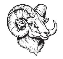 Portrait of a ram head sketch vector