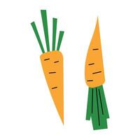 Exploring the benefits and uses of carrots. A nutritional powerhouse in everyday diets vector