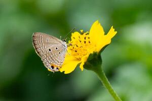 A butterfly with brown wings sits delicately on a yellow flower, showcasing the beauty of nature in a summer garden. photo