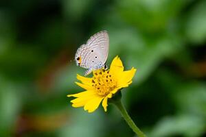 A brown butterfly rests gently on a yellow flower in a vibrant garden. Copy space. photo