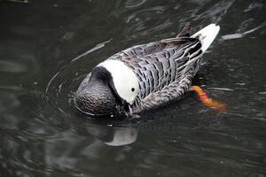 A view of an Emporer Goose photo