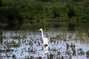 A view of a Great White Egret photo