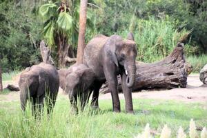 A view of an Elephant photo