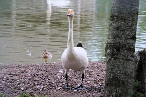 A view of a Bewick Swan photo