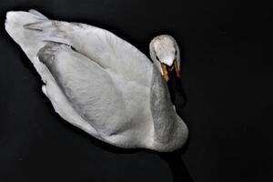 A view of a Bewick Swan photo