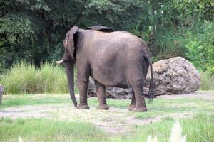 A view of an Elephant photo