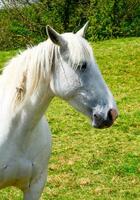 Portrait of a white horse against the background of a meadow. photo