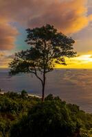 Silhouette of a tree in the beach with colorful sunset over the ocean in the background photo