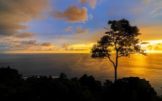Silhouette of a tree in the beach with colorful sunset over the ocean in the background photo