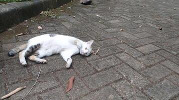 a white cat was lazy and fell asleep in the middle of the road photo