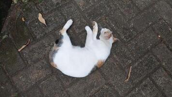 a white cat was lazy and fell asleep in the middle of the road photo