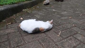 a white cat was lazy and fell asleep in the middle of the road photo