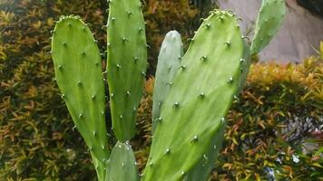 Cactus plants grow abundantly and are filled with lots of thorns. The unique shape of cactus branches is that they tend to be flat and wide photo