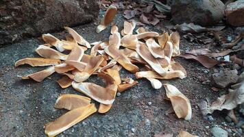 It can be seen that there are many mahogany tree seeds that have fallen and piled up on the ground photo