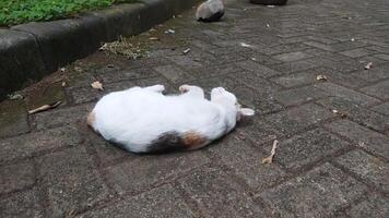 a white cat was lazy and fell asleep in the middle of the road photo