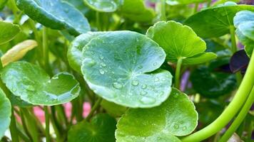Close-up of Raindrops on a Green Leaf After a Summer Shower photo