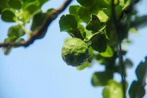 Green kaffir lime fruit that is still on the tree and shines with beautiful morning sunlight photo