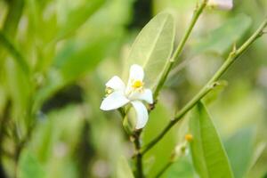 White flowers from the pistils of Lime trees that bloom and are ready to become fresh lime fruit photo
