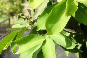 background of green leaves from a water guava tree in the morning sun photo