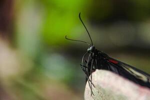 Papilio Memnon is a butterfly that has beautiful color patterns and lives in many Asian countries, including Indonesia photo